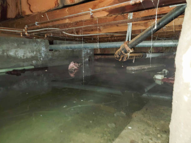 Best Local water damage restoration  in Peoria, AZ
